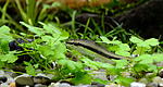 DSC 0009