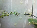 IMG 20150725 234733