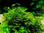 Phoenix moss
