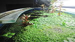 IMG 9501