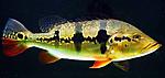 Cichla temensis