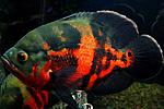 Astronotus ocellatus