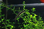 S Siamese Algae Eater