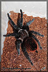  Brachypelma vagans