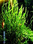 Flame moss