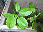 IMG 4652