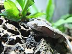 Rhacodactylus ciliatus