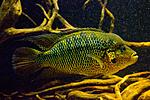 20151008 IMG 7378