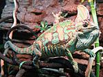 Chamaeleo calyptratus