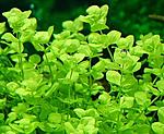   (Micranthemum umbrosum)