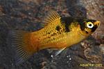 bumblebee platy 02