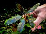 Bucephalandra sp. Bungan