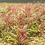   '' (Rotala mexicana 'Goias')