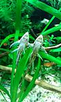     (Sturisoma panamense)