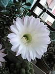 IMG 5972