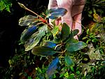 Bucephalandra sp. Aragon
