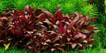   "" (Alternanthera reineckii sp. "Mini")