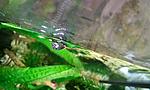  (Theodoxus fluviatilis)  