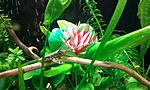   (Sturisoma panamense)