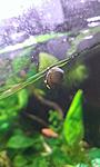  (Theodoxus fluviatilis)  