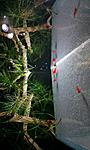 Neocaridina denticulata Red Cherr