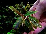Bucephalandra sp. Dark Narcissus