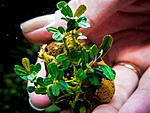 Bucephalandra sp. Brownie Phoenix