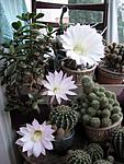 IMG 5971