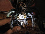 Grammostola Pulchra 