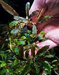Bucephalandra sp. Io Aka Fino Sherry