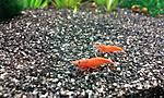 Neocaridina denticulata Red Cherr