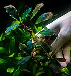 Bucephalandra sp. Theia 9
