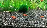 Neocaridina denticulata Red Cherr