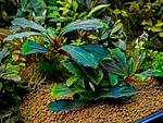 Bucephalandra sp. Crimson