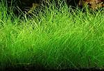   (Eleocharis parvula)