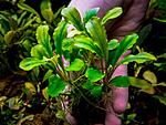 Bucephalandra sp. Sintang 2006
