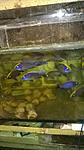 Otopharynx lithobates