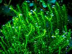 Districhphyllum Maibarae