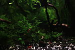 Christmas moss
