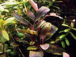 DSCF1701