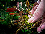 Bucephalandra sp. Athena