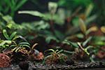 ������ Bucephalandra Belindae P.Boyce 2011 �� Bucephalandra Sekadau 1