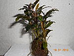 DSCN1454