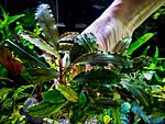 Bucephalandra sp. Theia Black