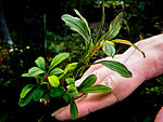 Bucephalandra sp. Apple leaf, Malinau