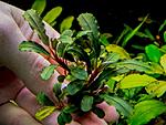 Bucephalandra sp. Flora