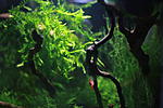 Willow Moss - Fontinalis antipyretica