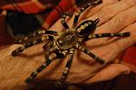 Poecilotheria bara