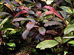 DSCF1707