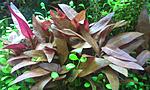 alternanthera reineckii mini
